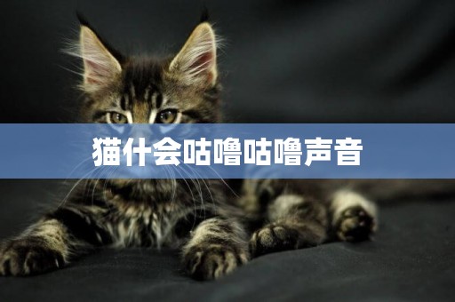 猫什会咕噜咕噜声音